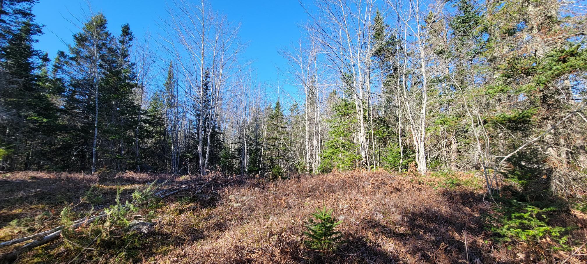 49 Sis Porter Road Sedgwick, ME 04676 - Photo 24 of 39 Lot 7