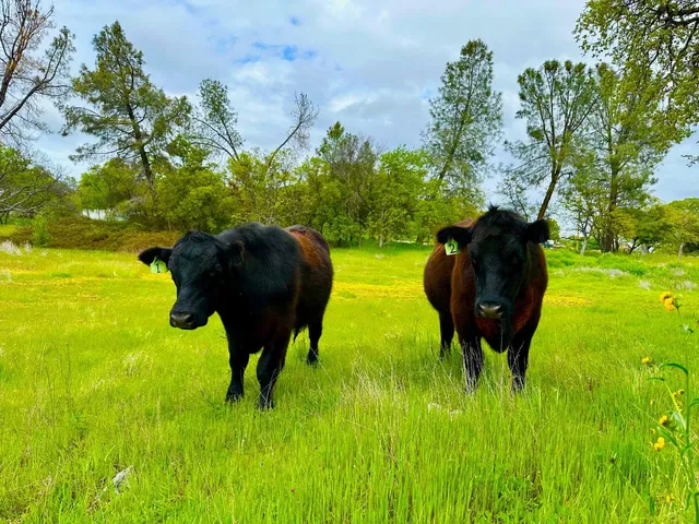 a view of swimming pool from a yard