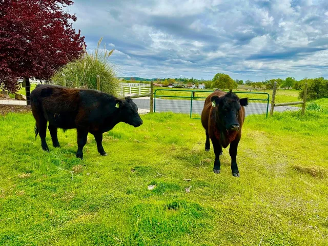 a view of a lake with a yard and large trees
