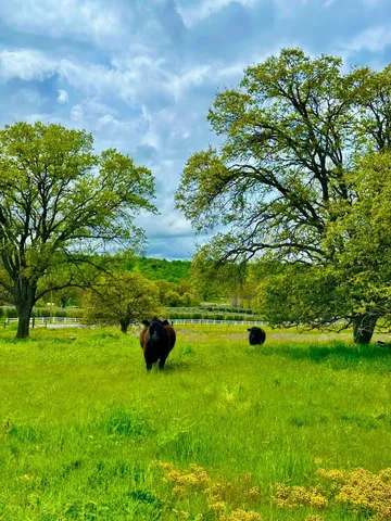 a backyard of a house with lots of green space and fountain