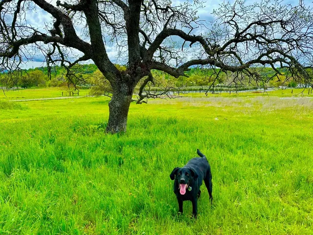 a view of outdoor space with green field and trees