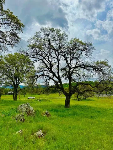 a view of yard with large trees