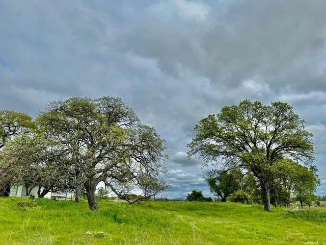 a big yard with lots of green space and trees