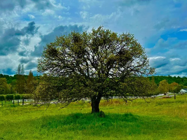 a view of an outdoor space and yard