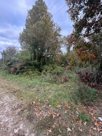 a view of a forest with trees in the background