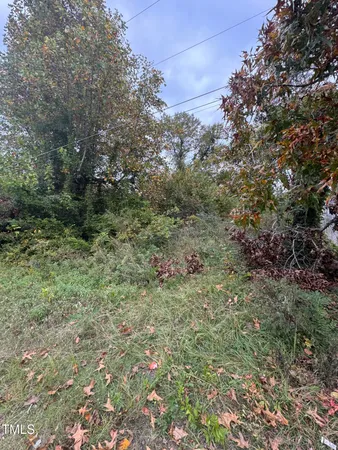 a view of a forest with lots of trees