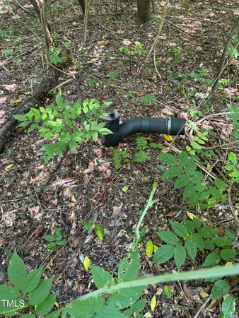 a view of flowers in a garden