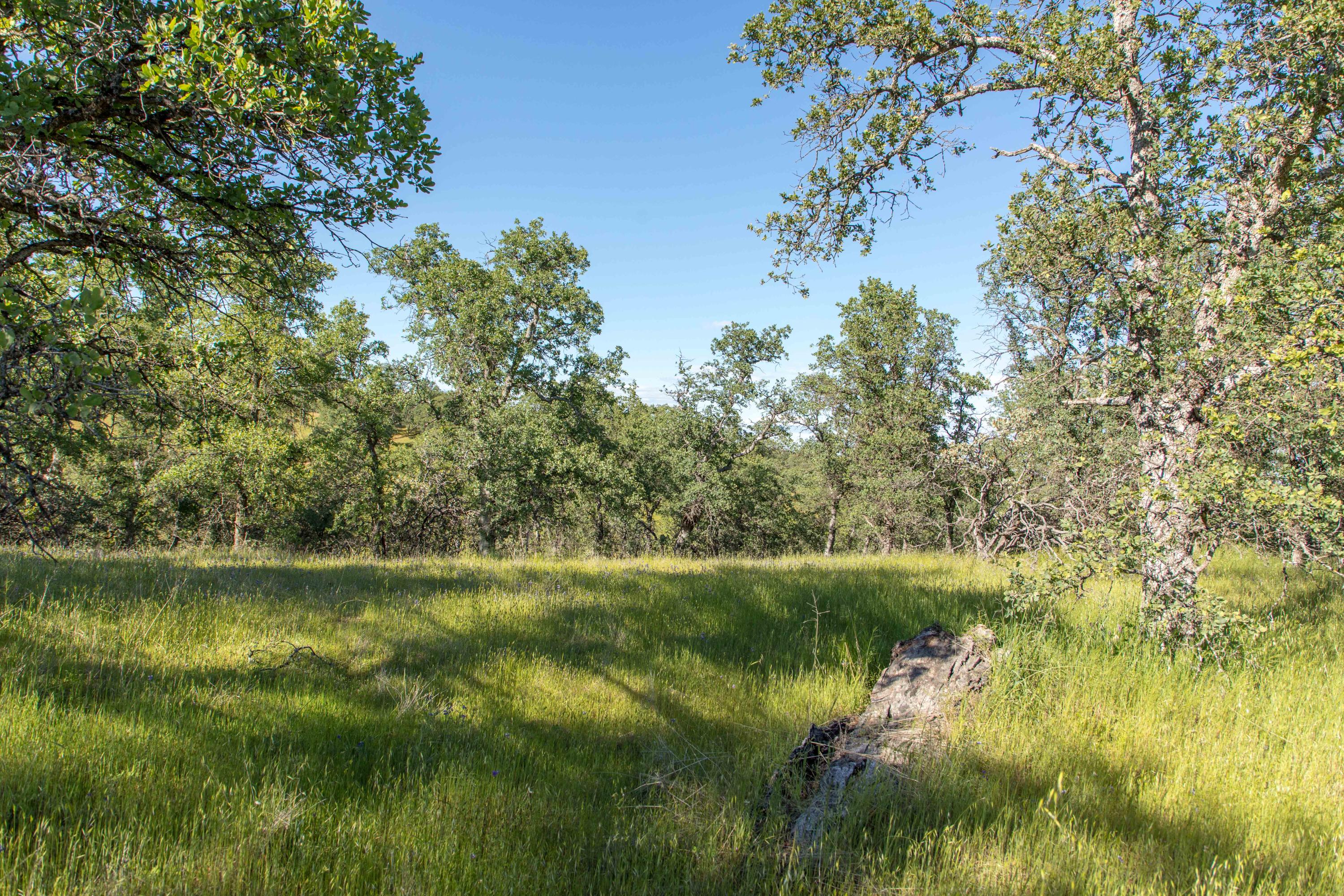 Quail Ridge Cottonwood, CA 96022 - Photo 7 of 27 254A8497