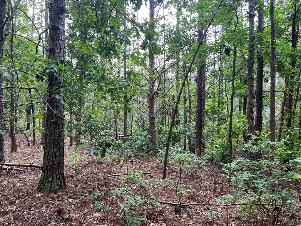 0 Northwest Timberwood Road White, GA 30184 - Photo 2 of 4 a view of a forest with trees in the background
