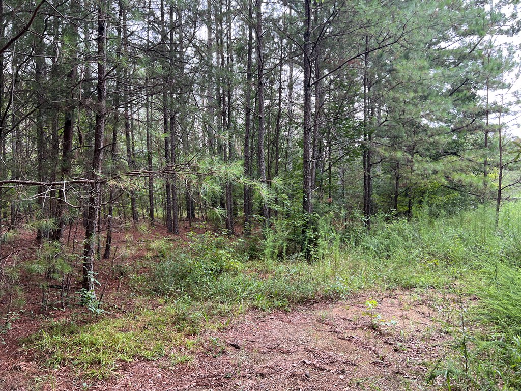 0 Northwest Timberwood Road White, GA 30184 - Photo 3 of 4 a view of a forest with trees