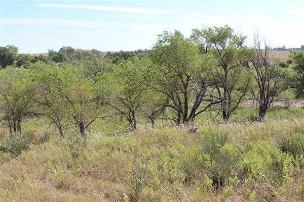 a view of a bunch of trees and bushes