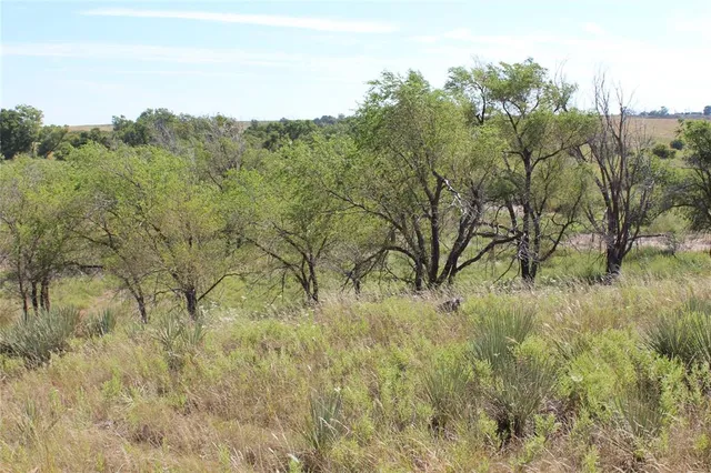 a view of a bunch of trees and bushes