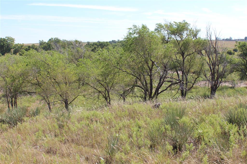 a view of a bunch of trees and bushes