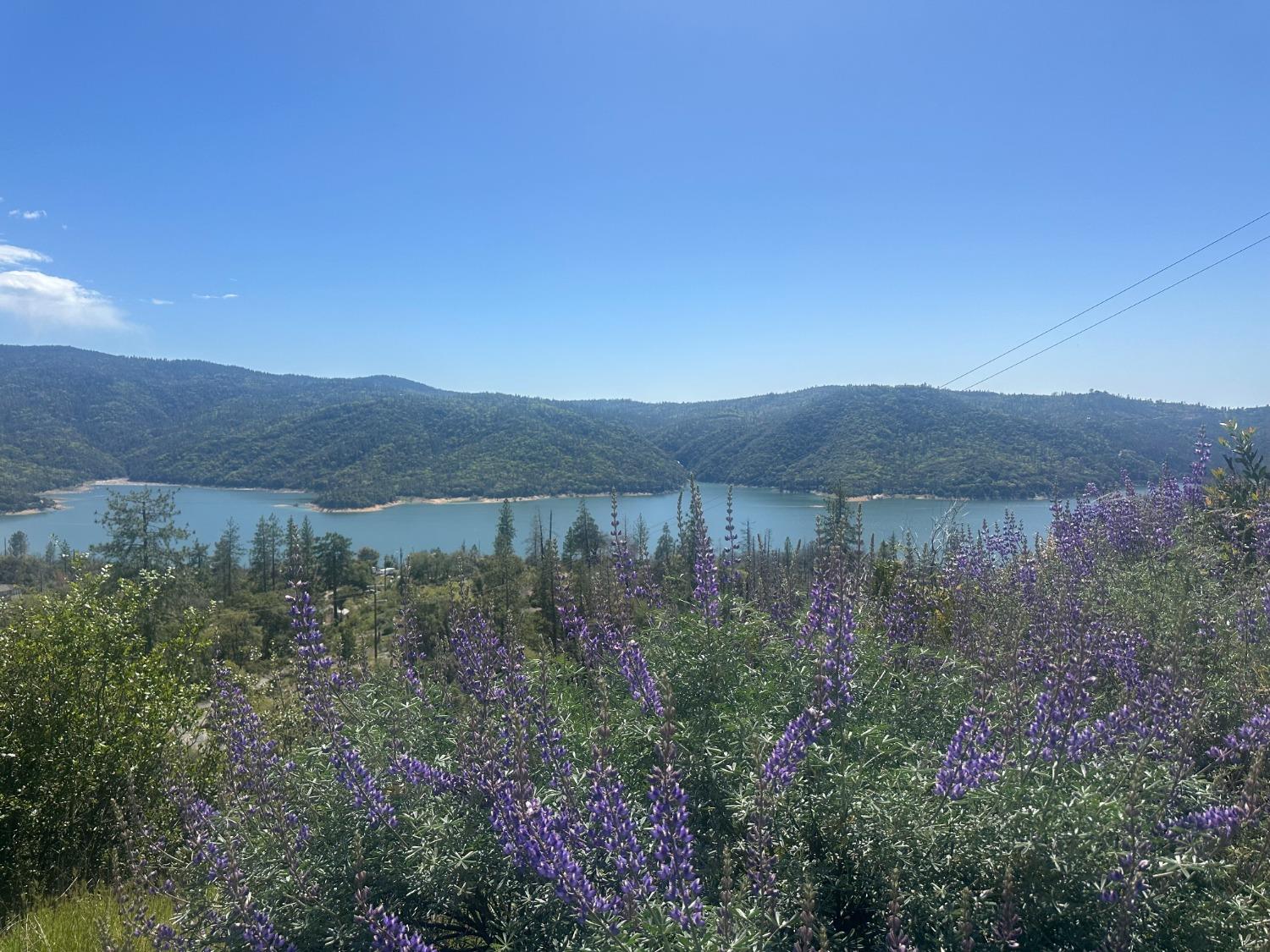 a view of a lake in middle of the forest