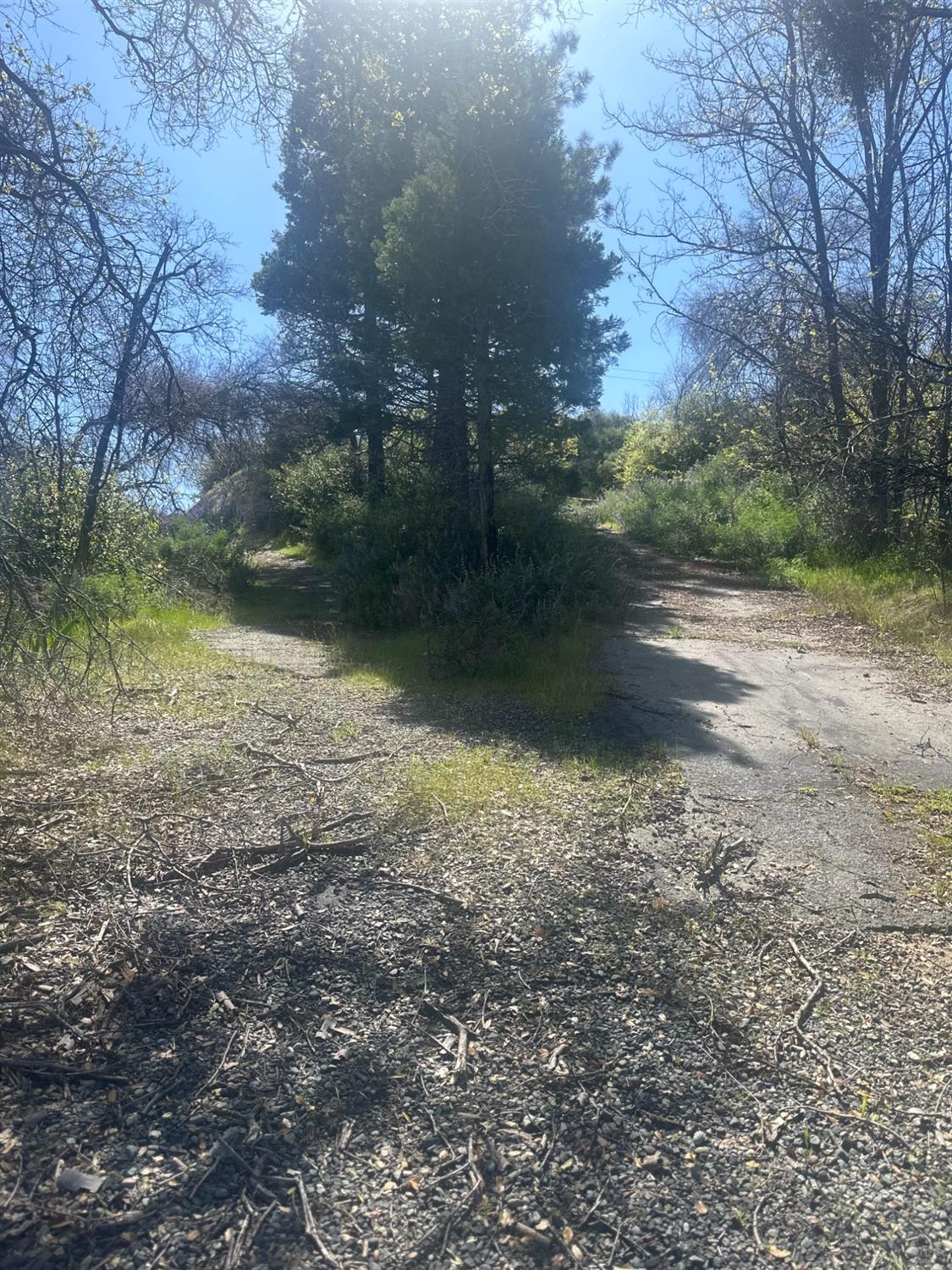 337 Rocky Pt Road Oroville, CA 95966 - Photo 13 of 24 a view of a forest with trees