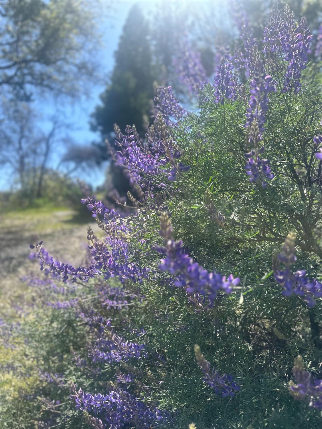 337 Rocky Pt Road Oroville, CA 95966 - Photo 15 of 24 a view of a flower