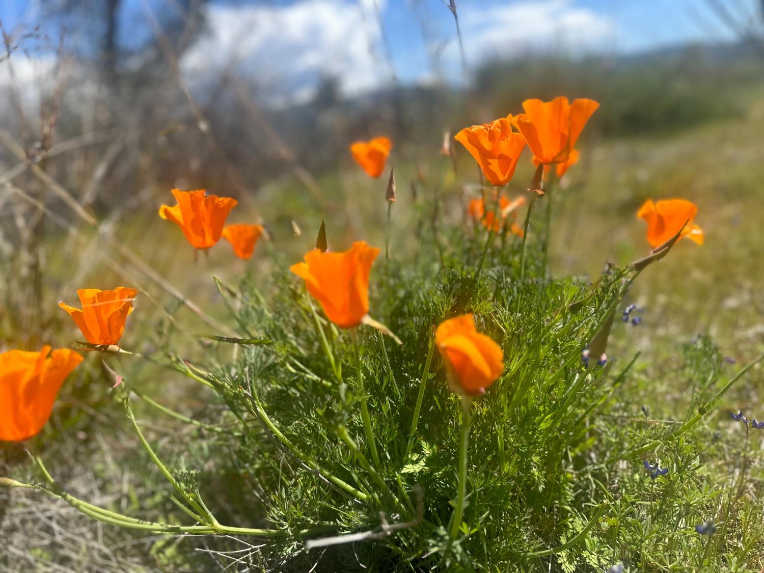 337 Rocky Pt Road Oroville, CA 95966 - Photo 20 of 24 a view of a flower in a yard
