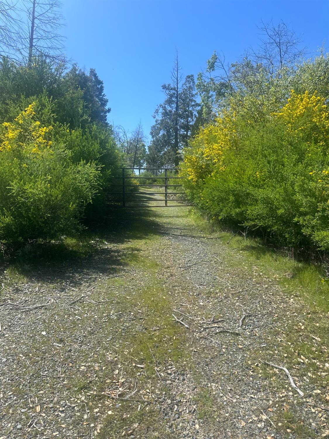 337 Rocky Pt Road Oroville, CA 95966 - Photo 2 of 24 a view of a yard