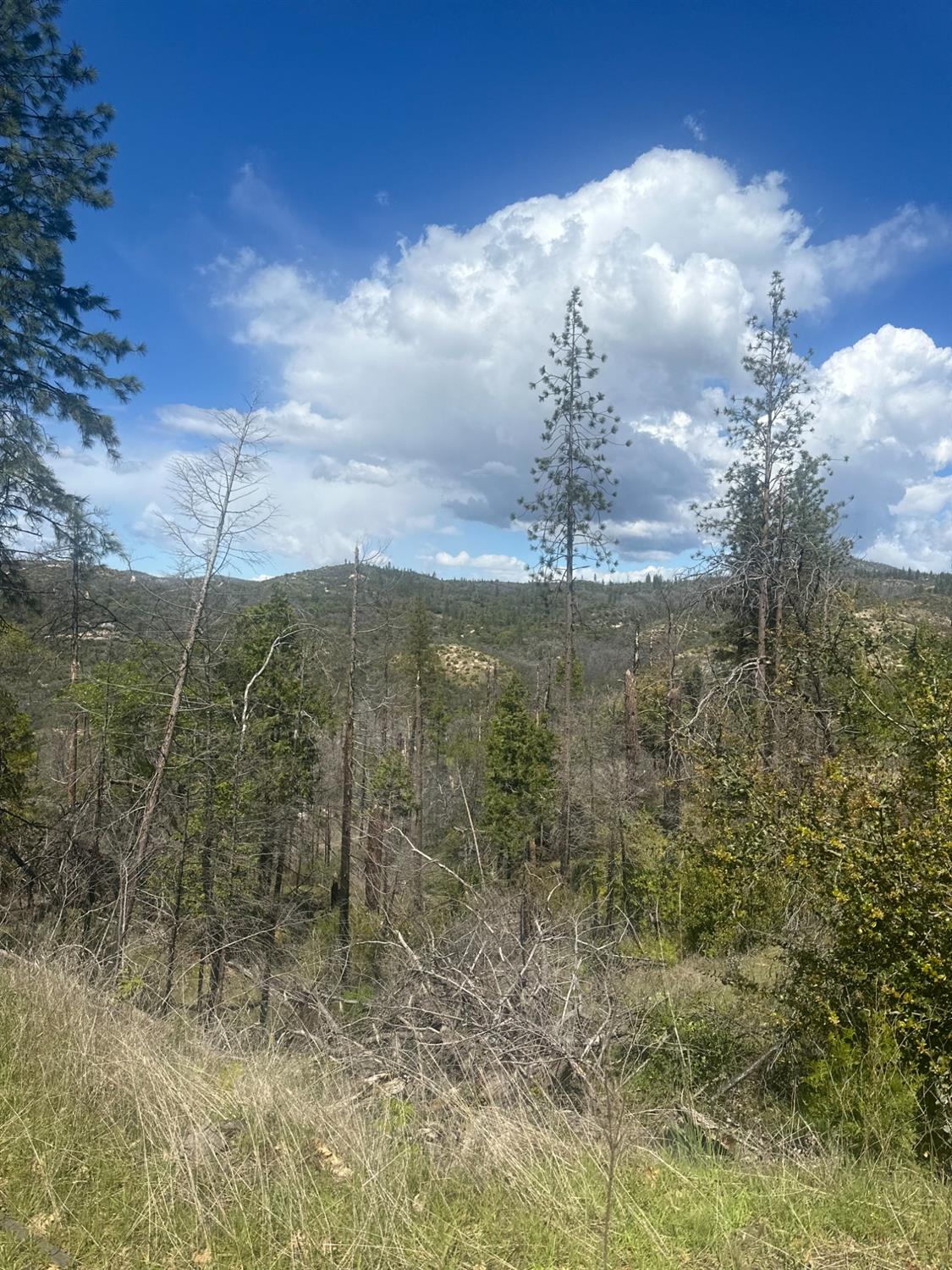 337 Rocky Pt Road Oroville, CA 95966 - Photo 7 of 24 a view of a yard