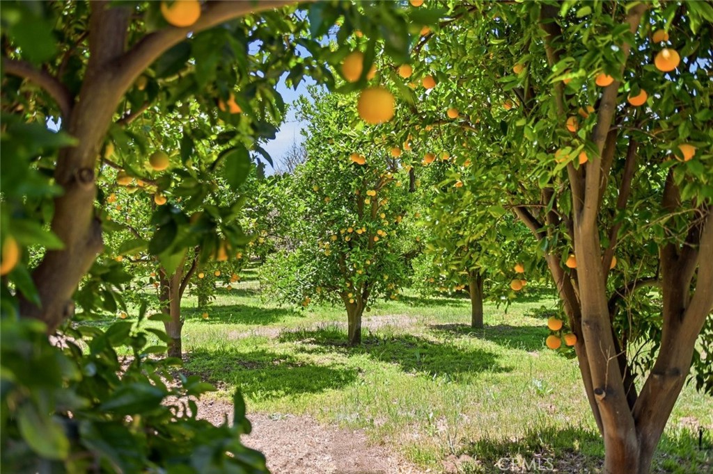 11550 Old Castle Road Valley Center, CA 92082 - Photo 40 of 60 Flourishing Valencia Orange Grove