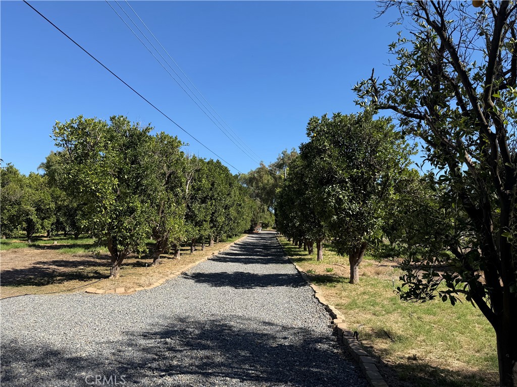 11550 Old Castle Road Valley Center, CA 92082 - Photo 50 of 60 Working driveway - through the grove and near the corals for easy big rigs & trailers.