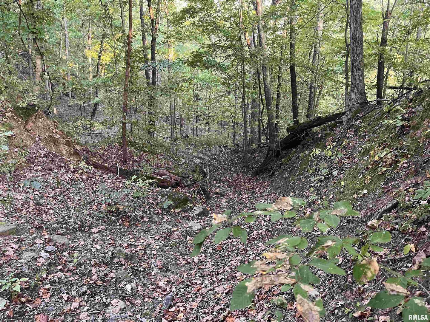 5435 Hickory Ridge Road Pomona, IL 62975 - Photo 54 of 77 a view of a forest with trees