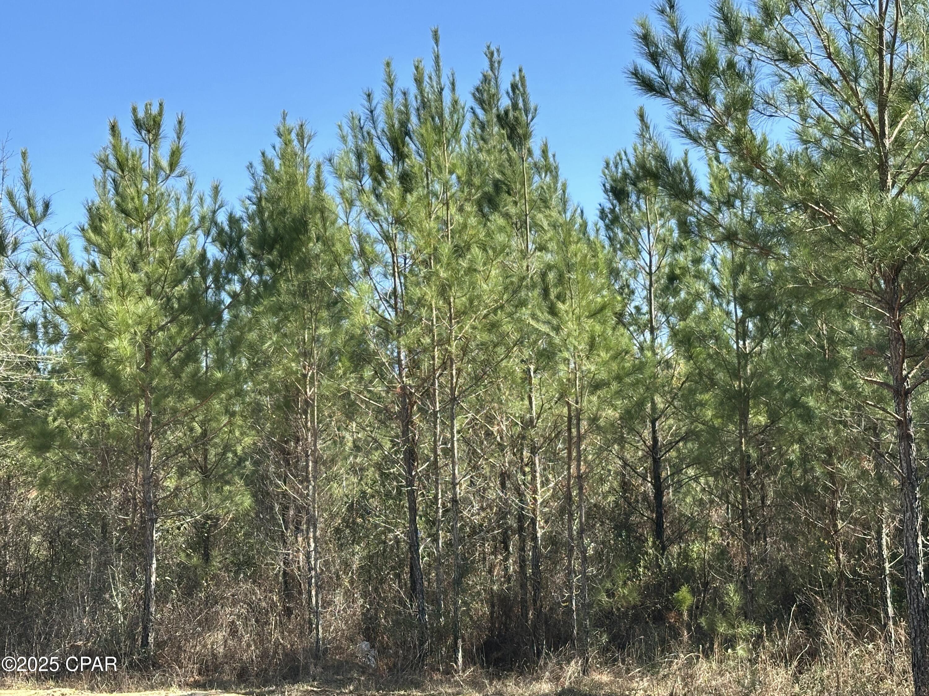Tract#6317 Harris Stevenson Road Bonifay, FL 32425 - Photo 11 of 17