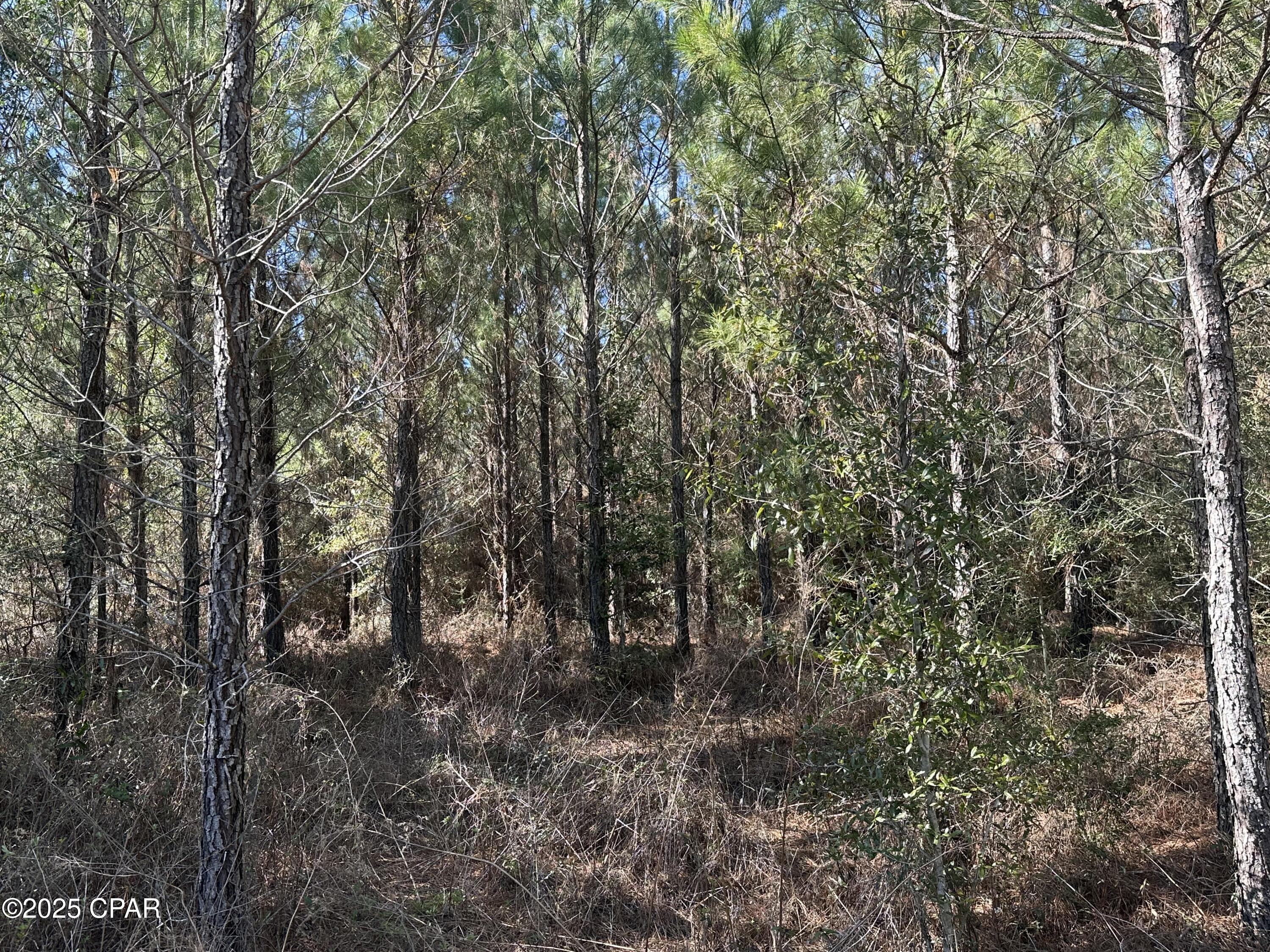 Tract#6317 Harris Stevenson Road Bonifay, FL 32425 - Photo 17 of 17