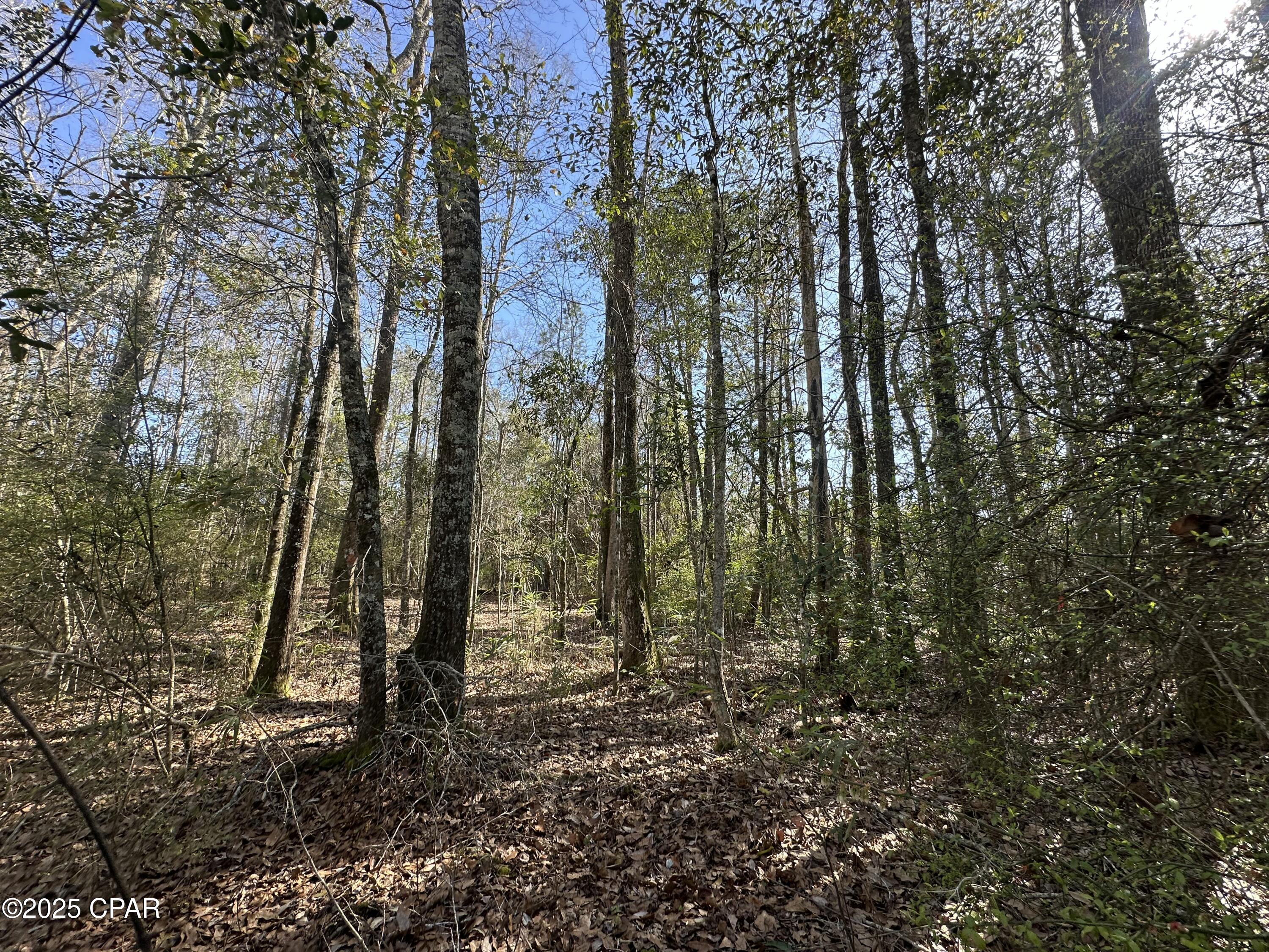 Tract#6317 Harris Stevenson Road Bonifay, FL 32425 - Photo 4 of 17