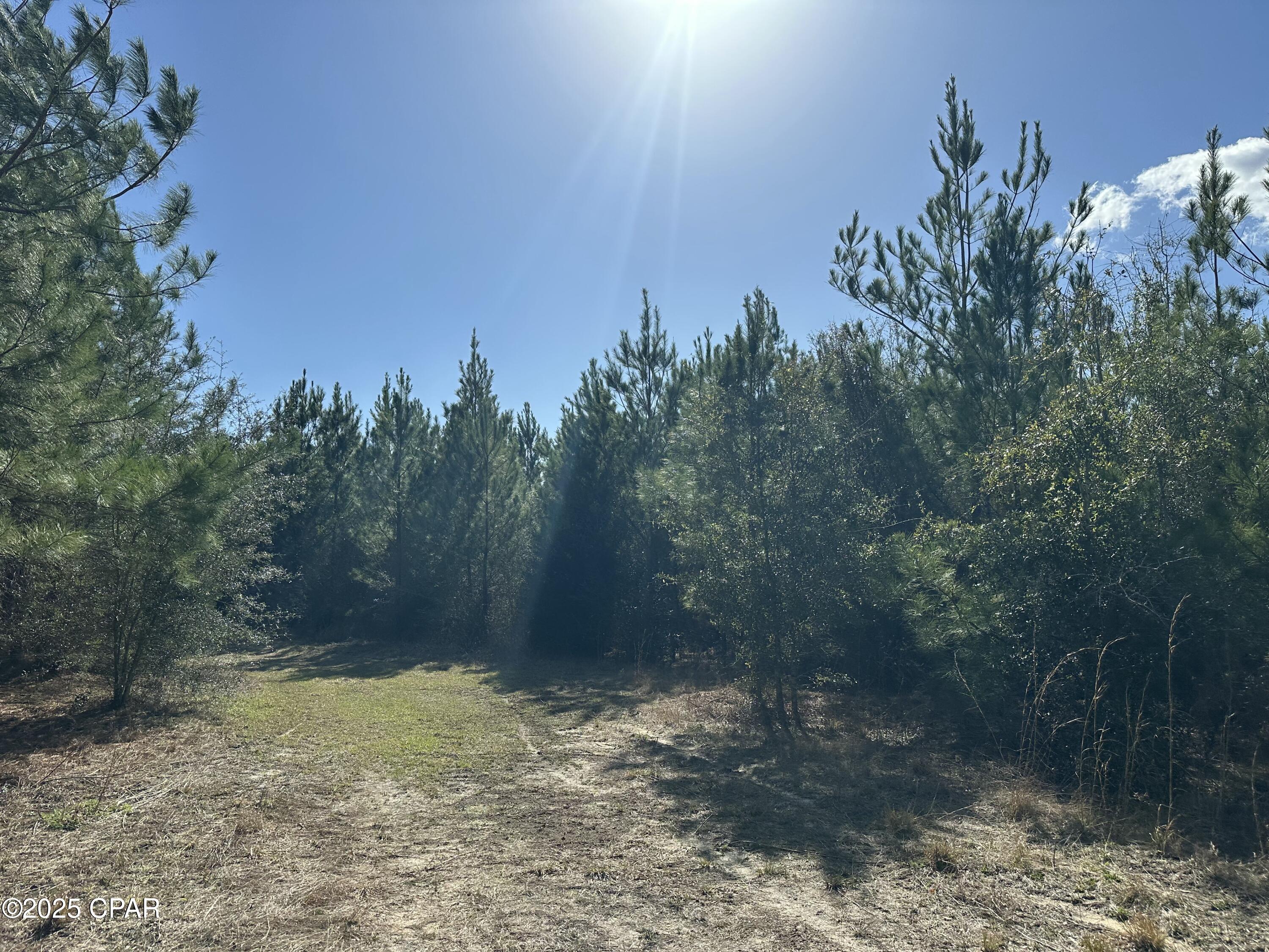 Tract#6317 Harris Stevenson Road Bonifay, FL 32425 - Photo 5 of 17