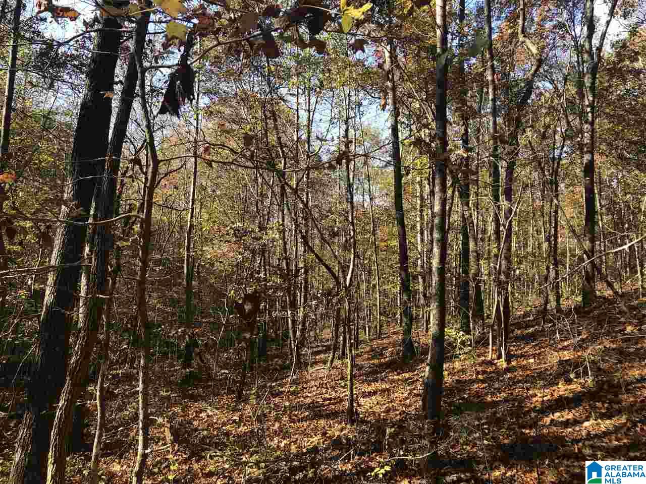 39 County Road, Unit 4J Woodland, AL 36280 - Photo 4 of 8