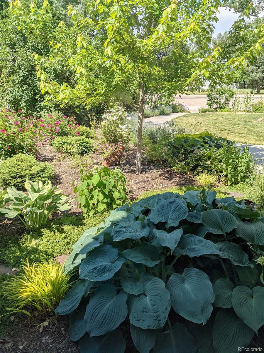 205 Fair Place Boulder, CO 80302 - Photo 30 of 46 a view of a tree with a yard