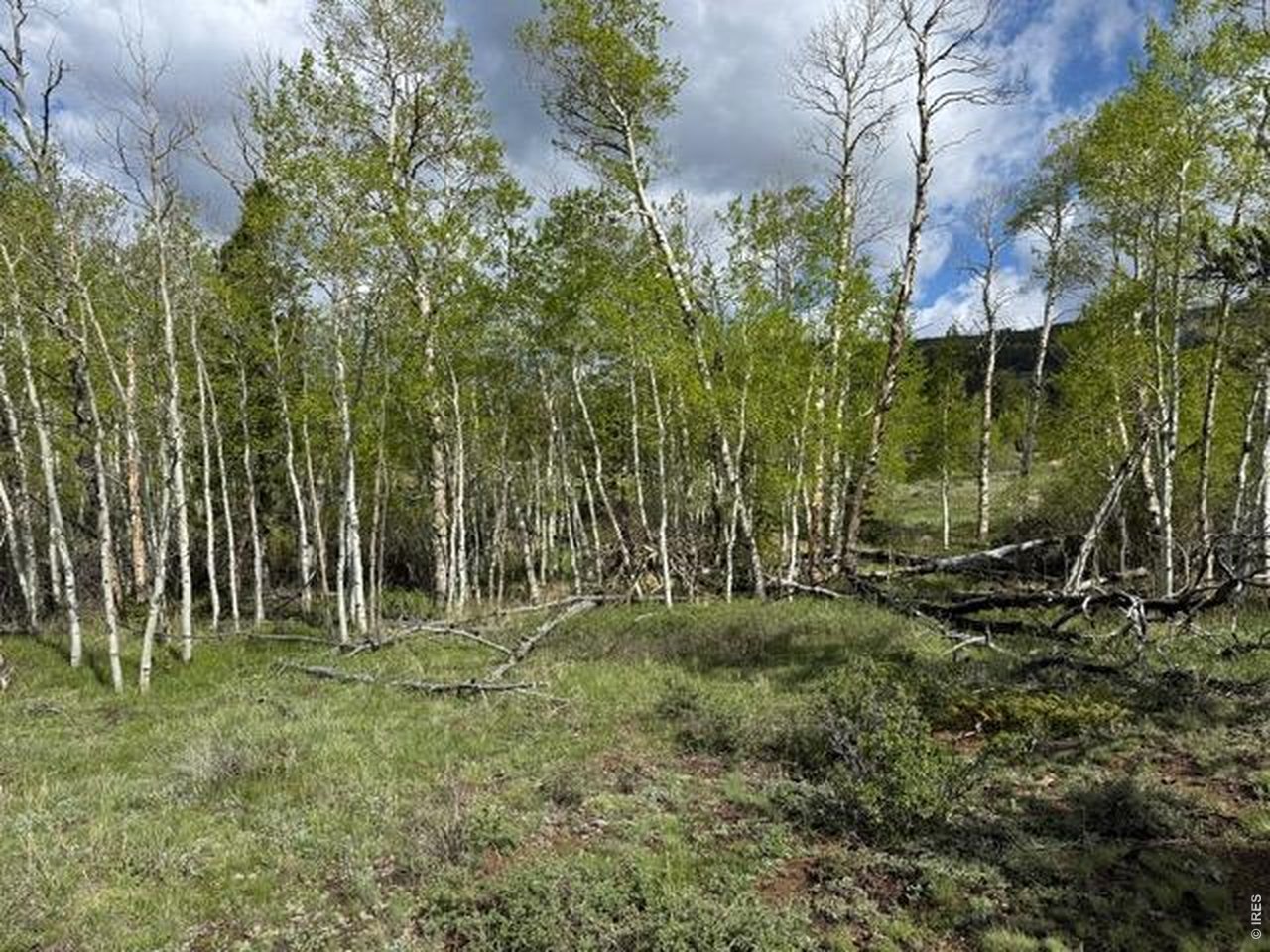137 Cimarron Road Red Feather Lakes, CO 80545 - Photo 13 of 17 Gallery Image 13