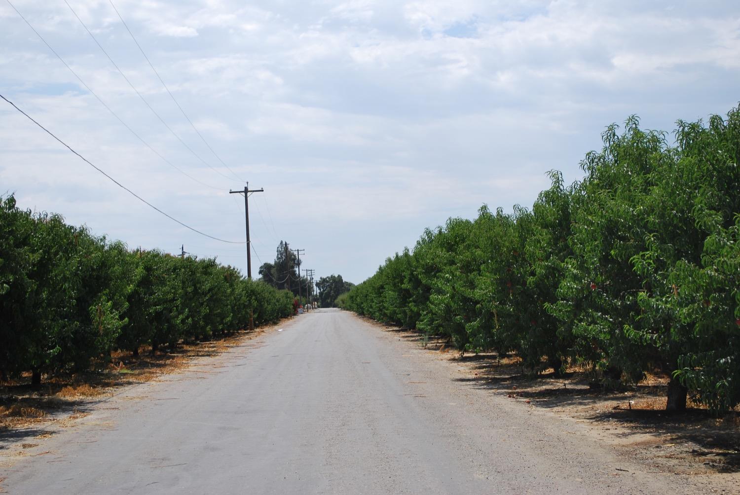 41261B Road 40 Reedley, CA 93654 - Photo 44 of 46 Entry driveway all the way to the end of the trees and turn right and turn left to the property
