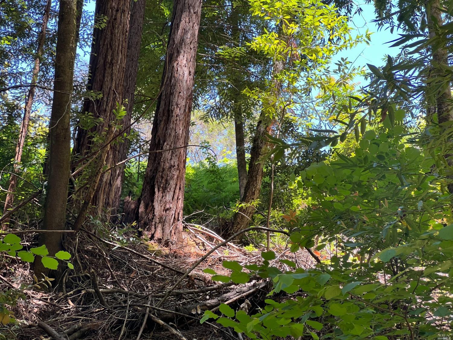 0 Drake Road Guerneville, CA 95446 - Photo 10 of 10 a view of a tree in a yard
