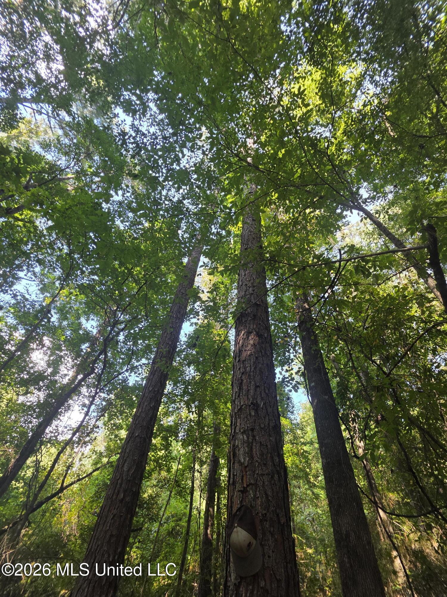 St Paul Road Sandy Hook, MS 39478 - Photo 10 of 16 40369