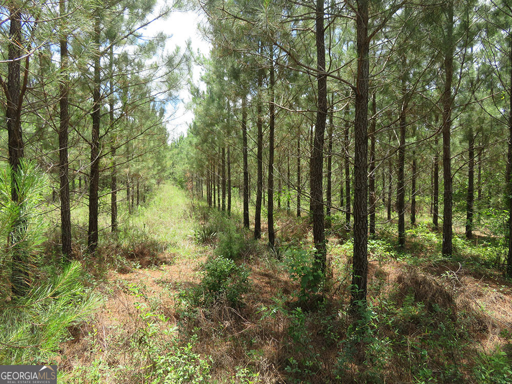 0 Louise Bell Road Lumpkin, GA 31815 - Photo 3 of 13 a view of outdoor space and green space