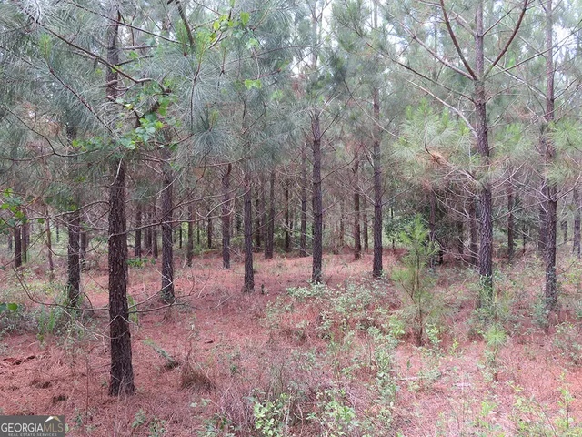 a view of some trees in the forest