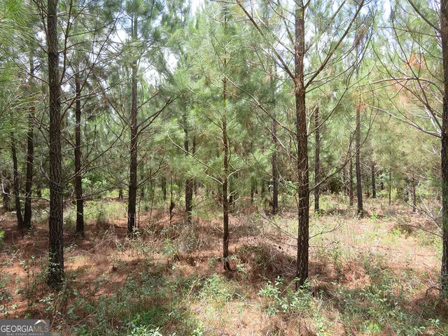 a view of a forest filled with trees