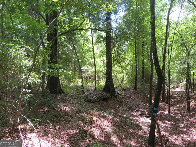 a view of a forest that has large trees