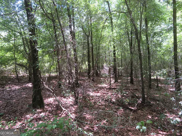 a view of forest