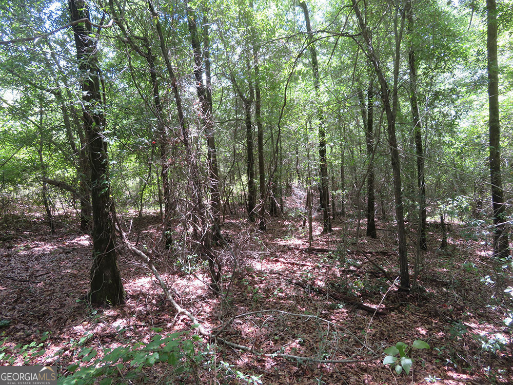 0 Louise Bell Road Lumpkin, GA 31815 - Photo 7 of 13 a view of forest