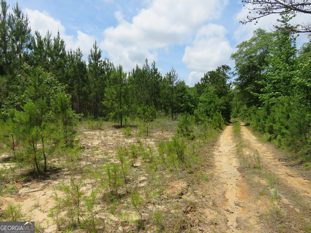 0 Louise Bell Road Lumpkin, GA 31815 - Photo 8 of 13 a view of a yard with plants and large trees
