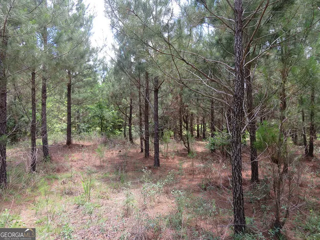 a view of a forest with trees in the background