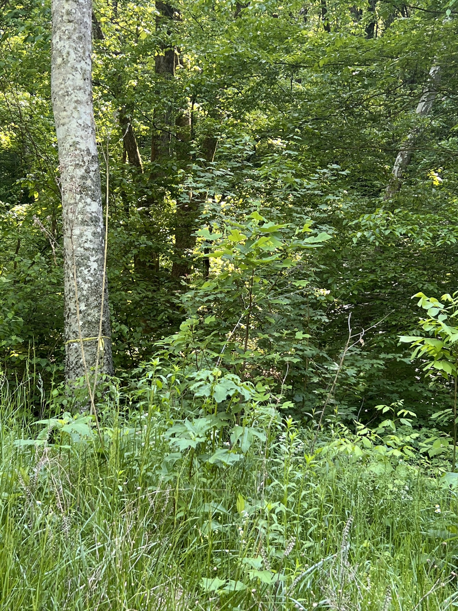 845 Warren Hollow Road Clifton, TN 38425 - Photo 2 of 4 Gallery Image 2
