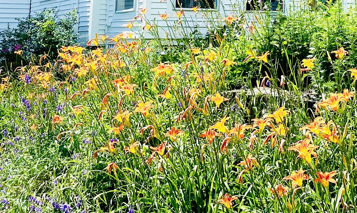 41 High Street Dover-Foxcroft, ME 04426 - Photo 80 of 88 daylilies