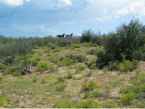 12585 East Windmill Road Skull Valley, AZ 86338 - Photo 4 of 4 Additional Photo