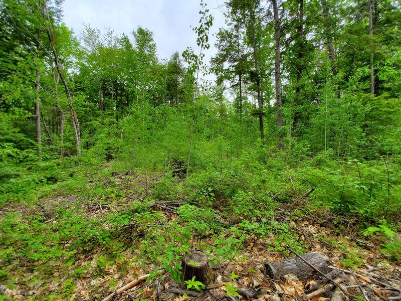 Mr6-l52 Adams Road Chesterville, ME 04938 - Photo 22 of 32 20190613_114147