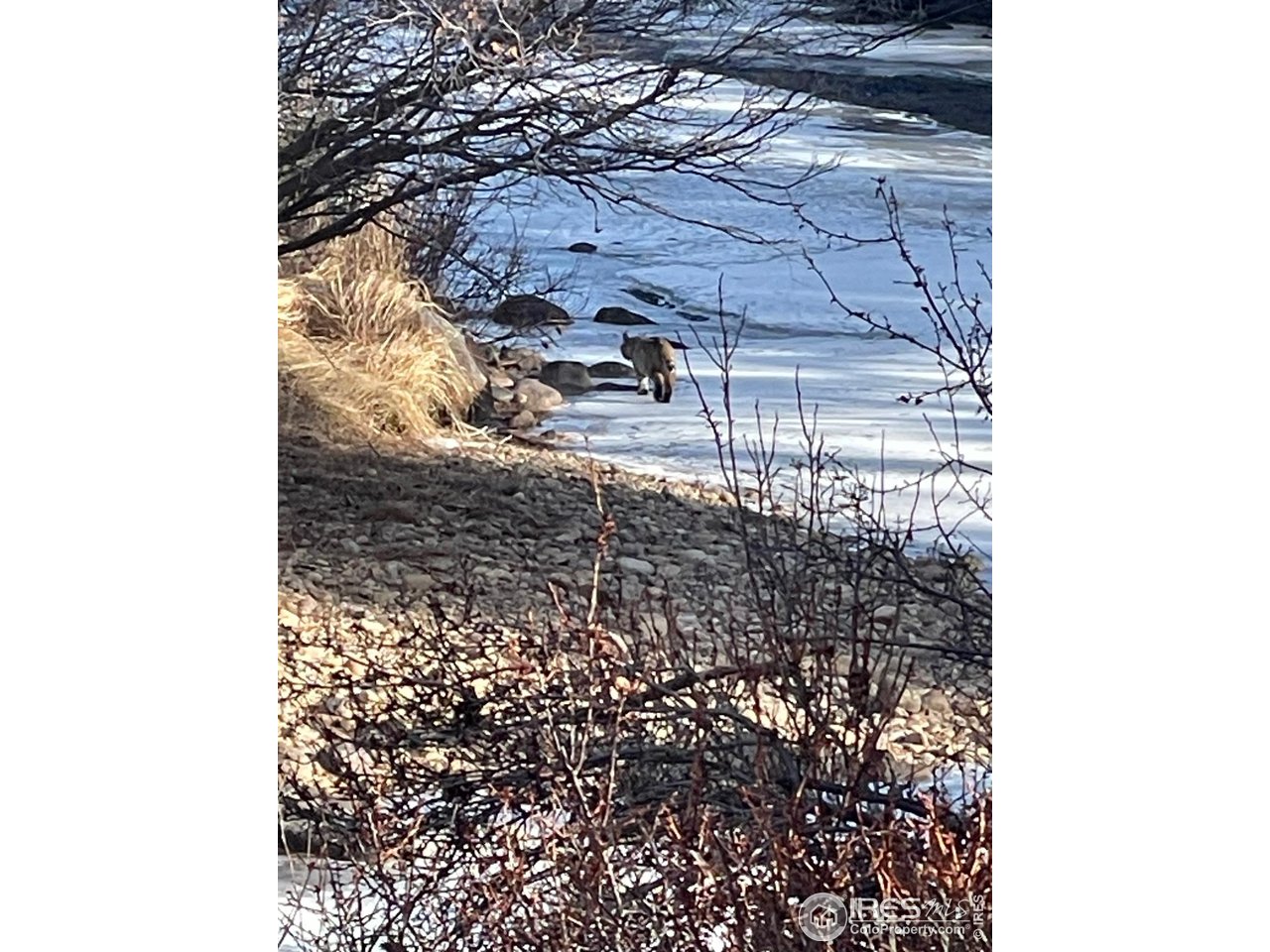 1475 Lower Broadview Road Estes Park, CO 80517 - Photo 16 of 33 Plenty of Wildlife