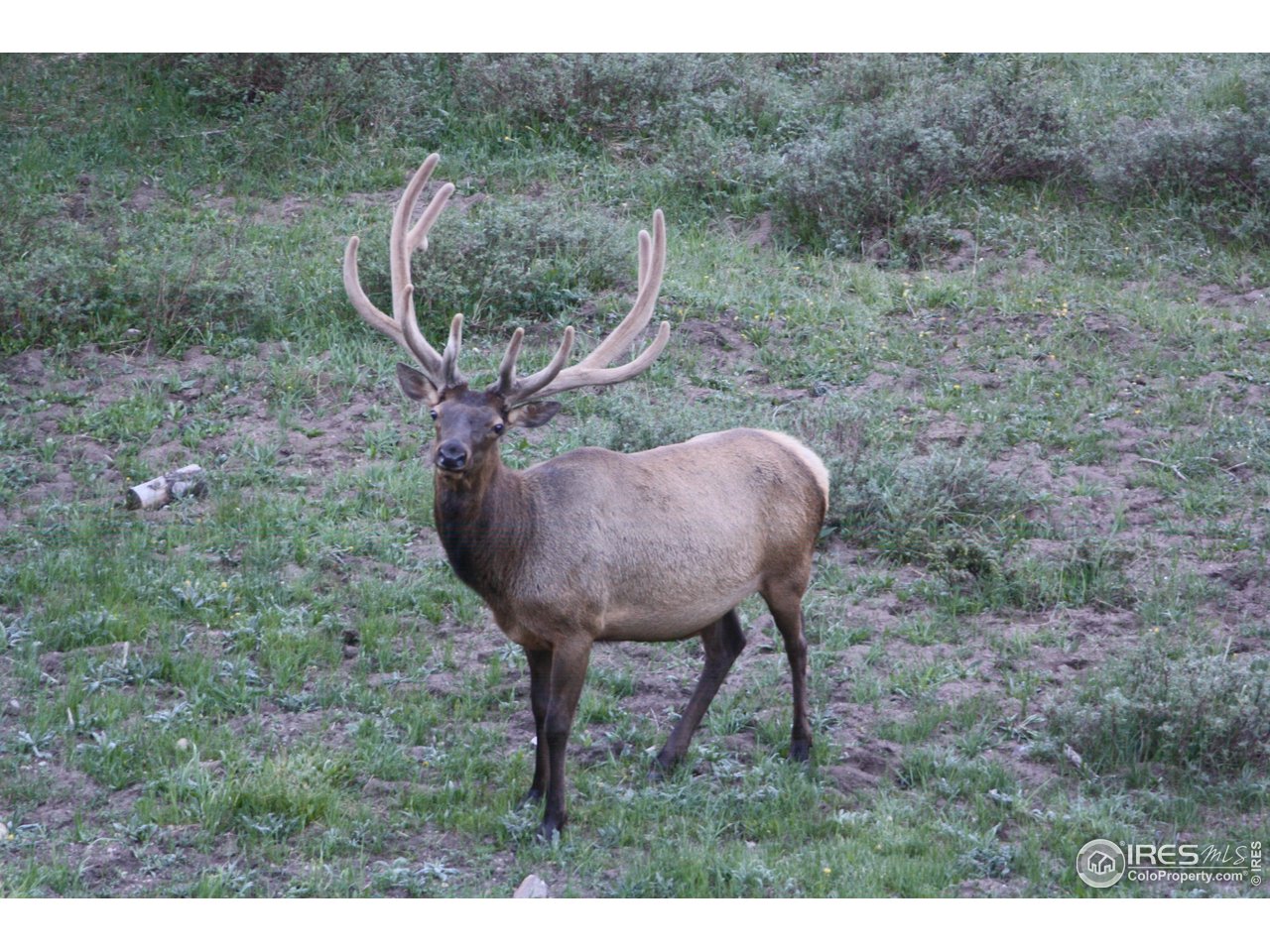 1475 Lower Broadview Road Estes Park, CO 80517 - Photo 31 of 33 Your Neighbor